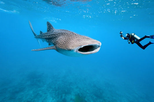 Whale Shark Tour